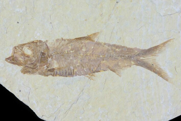Knightia Fossil Fish - Wyoming #79949